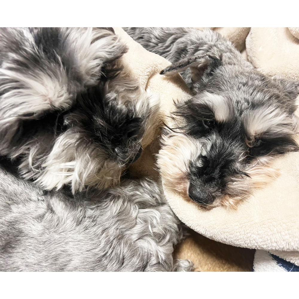 卒業犬チコリちゃんの近況☆